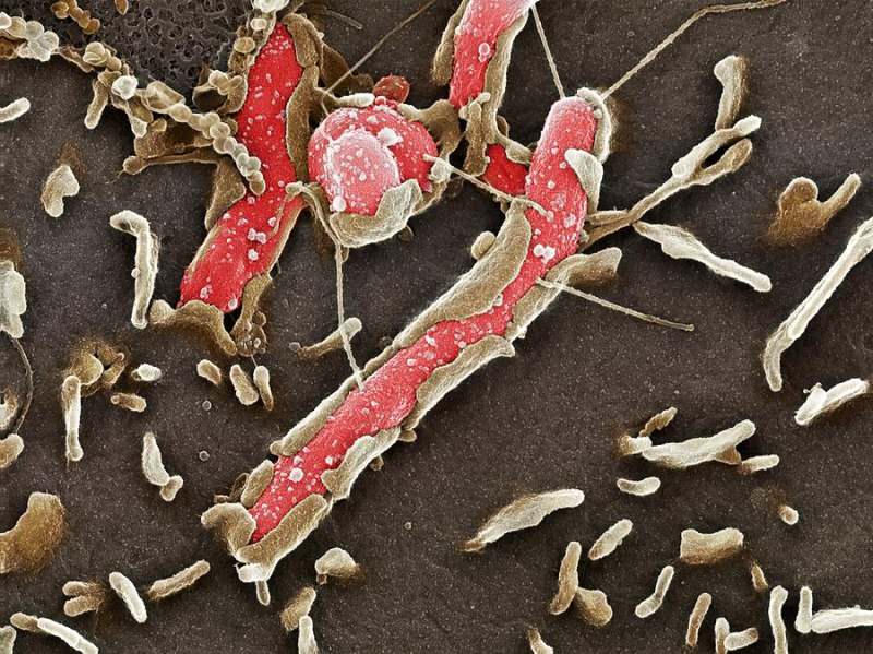 helikobakteri pylori mide zarındaki sağlıklı hücrelere de zarar verir